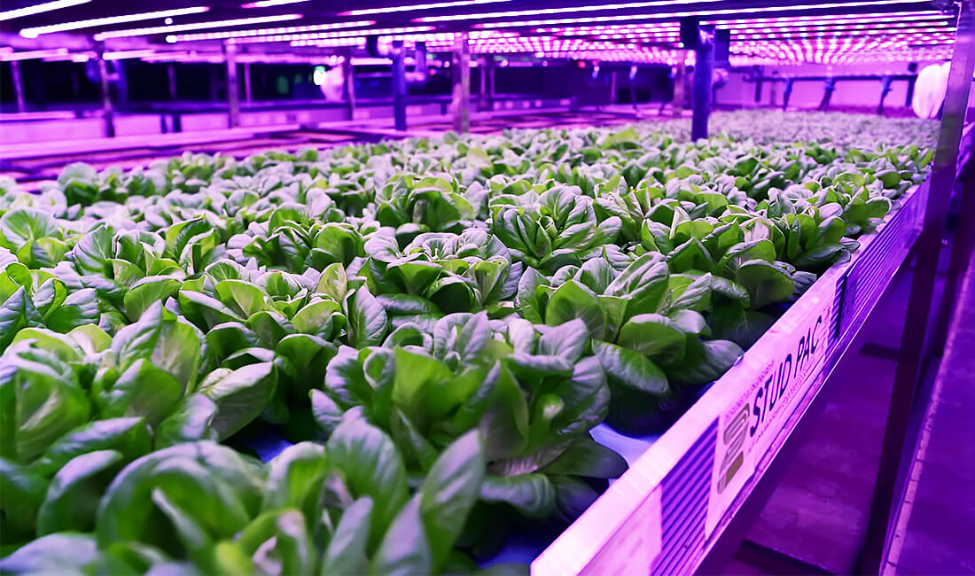 Why Agritech startups can redefine VC investments in MENA in 2020?